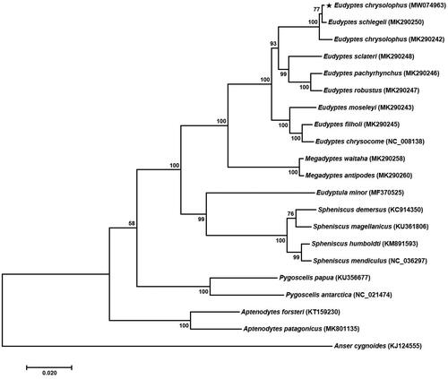 Figure 1. Phylogenetic tree of Eudyptes chrysolophus and other Spheniscidae family based on mitochondrial PCGs. The numbers in the nodes indicate bootstrap support values (>50%) from 1000 replicates.