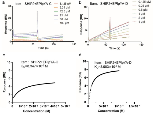 Figure 4. Surface plasmon resonance (SPR) analysis of the interactions between SHIP2-SH2 domain with EPIpYA-D or EPIpYA-C peptides. Recombinant His tagged SHIP2-SH2 (Figure3(b)) was immobilized on a BIAcore CM5 sensor chip as the receptor. EPIpYA-C (a) or EPIpYA-D (b) at different concentrations flow through the chip. Sensorgrams were recorded by a BIAcore T100 instrument. For each peptide interaction, the response values at a fixed time point for different concentrations of peptides are marked and fitted into a stoichiometric reaction curve (c for EPIpYA-c and d for EPIpYA-D). The values of KD were then calculated according to the curves with Biacore T100 Evaluation Software.