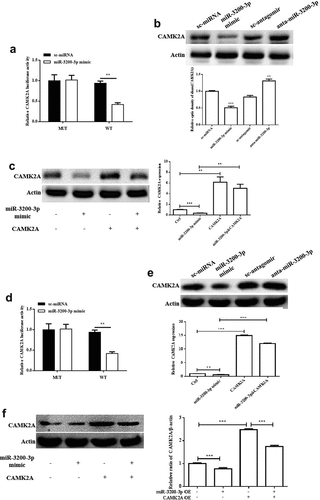 Figure 4. CAMK2A exerts as a direct target of miR-3200-3p. (a) Dual-luciferase activity assay was carried out by using U251 cells. (b) The relative level of CAMK2A was measured by Western blot analysis. (c) The relative level of CAMK2A was examined in glioma U251 cells transfected with or without miR-3200-3p mimic and pcDNA3.1-CAMK2A by Western blot assay. (d) Dual-luciferase activity assay was carried out using SHG-44 cells. (e and f). Relative level of CAMK2A in SHG-44 cells. Representative (upper) and representative (lower) samples showed protein bands and the relative levels, respectively. CAMK2A, Ca2+/calmodulin dependent kinase 2a. **p < 0.01 and ***p < 0.001 vs. control groups.