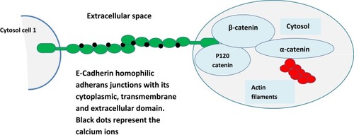 Figure 1 Structure and function of E-Cadherin–catenin complex (Adherens Junction). E-cadherin glycoprotein consists of three structural domains, a single transmembrane domain bridging the cytosolic domain to the extracellular calcium-dependent domain consisting of five tandem repeats (all domains are represented in green color and block dots represent calcium ions). The extracellular motif binds to homophilic cadherin molecule from adjacent cells and this adhesion requires calcium ions which acts at a hinge and prevents the domain from flexing and provides it rigidity. The cytoplasmic tail of the E-cadherin protein interacts with filaments of cytoskeleton: actin through a set of adaptor proteins called catenin’s (p120, β-catenin, and α-catenin). This structure provides the cell stability and architecture and also inhibits individual cell motility.