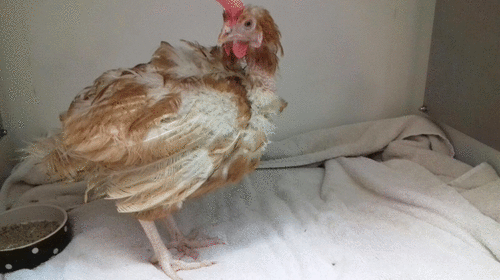 The same patient the next morning following four hourly butorphanol, an injection of meloxicam, and two administrations of fluids and crop feeding. Although she has fully recovered from the anaesthetic, note the almost normal weight bearing on the affected leg.