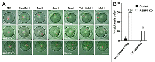 Figure 5. Time-lapse confocal observations of meiosis following RBBP7 knockdown. (A) Full-grown oocytes were injected with combination of siRNA and morpholino, and cRNAs encoding H2b-mCherry (red) and Aurka-Gfp (green) followed by in vitro maturation for 18 h. Bright field and fluorescence photographs were acquired every 20 min. Examples of observed abnormal cytokinesis are noted in Telo I. The scale bar represents 50 μm. (B) Quantification of abnormal cytokinesis defects in (A). GV, germinal vesicle intact oocyte; Pro-Met I, prophase I-metaphase I); Ana I, anaphase I; Telo I, telophase I; Met II, metaphase II. The data are expressed as mean ± SEM; Student t test was used to analyze the data. Values with asterisks vary significantly, *P < 0.05, ***P < 0.001.