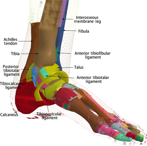 Figure 1. Ankle model of the Total Human Model of Safety 4.0 (THUMS 4.0).