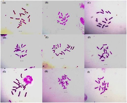 Figure 1. Giemsa stained well-scattered somatic metaphase plates of nine Lens species and cultivars (2n =14): (A) L. odemensis (ILWL 35); (B) L. orientalis (ILWL 248); (C) L. culinaris (IPL81); (D) L. culinaris (IPL316); (E) L. culinaris (JL-1); (F) L. culinaris (Pl406); (G) L. culinaris (KLS 210); (H) L. culinaris (EC704030); (I) L. culinaris (EC78455). Scale bars: 5 μm.