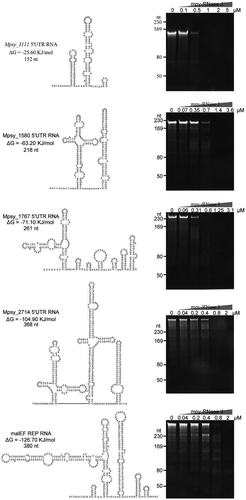 Figure 7. The degradation activity of mpy-RNase J on highly structured mRNAs. Five highly structured mRNAs were used as substrates, including four 5ʹ UTR RNAs from Mpsy_3111, Mpsy_1580, Mspy_1767, and Mpsy_2714 of M. psychrophilus, and a REP-structured RNA from the E. coli malEF intergenic region. RNA lengths, secondary structures, and folding ΔG values are shown in the left panels. Nuclease assays were conducted using the indicated concentrations of mpy-RNase J and the reaction conditions described in the Materials and Methods. Cleavage products were analysed by 10% PAGE gels. Migrations of the ssRNA markers with indicated length are shown at the left of the gels.