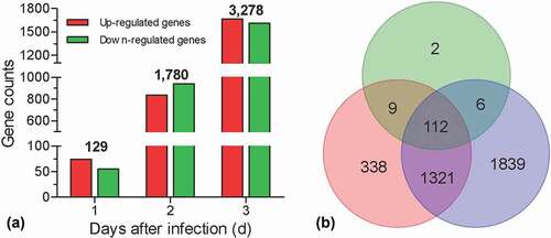 Figure 1. Summary of RNA-seq analyses. Global expression analyses were performed on the G. mellonella hemocytes challenged by B. bassiana. The hemocytes were sampled at 1, 2, and 3 days post infection, generation three libraries. The hemocytes without fungal challenge were used as control to screen the differential expression genes (DEGs). (a) Numbers of the DEGs. The number on the column indicates the total DEGs at different days post infection. (b) Venn diagram showing the number of overlapping genes among three libraries.