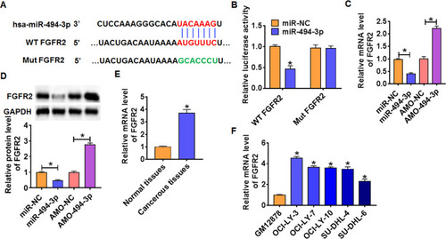Figure 4 FGFR2 was a direct target of miR-494-3p. (A) Targeting prediction results of miR-494-3p with FGFR2. (B) WT and mutant FGFR2 luciferase plasmids were transfected into HEK293 cells with NC or miR-494-3p. The luciferase activity was measured by dual-luciferase reporter assay system. (n = 6, *p<0.05). miR-494-3p or AMO-494-3p or its NC was transfected into OCI-LY-3 cells. (C) The mRNA level of FGFR2 was analyzed by qRT-PCR (n = 6, *p<0.05). (D) Western blot was performed to detect FGFR2 protein expression of (n = 6, *p<0.05). The mRNA level of FGFR2 in DLBCL tissues (E) and cells (F) was detected by qRT-PCR (n = 6, *p<0.05). The above measurement data were expressed as mean ± standard deviation. Data among multiple groups were analyzed by one-way ANOVA, followed by a Tukey post hoc test. The experiment was repeated in triplicate.