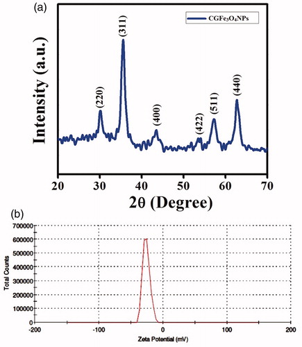 Figure 3. XRD pattern of synthesized CGFe3O4NPs: (a) diffraction planes of CGFe3O4NPs denote the cubic spinel structure and (b) zeta potential analysis of CGFe3O4NPs.