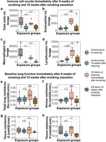 Figure 2. Smoke exposure causes transient changes to immune cell infiltration into dam lungs, but does not alter dam baseline lung function over time. (a) Total immune cells per mL lavage immediately after smoking and 15 weeks after smoking cessation. (b) Eosinophils per mL lavage in the CS-exposed dams (mean = 7528, SD = 3736) was over 4 times more elevated than control dams (mean = 1569, SD = 1029) immediately after smoking, but normalized to controls 15 weeks after smoking cessation. (c) Macrophages per mL lavage immediately after smoking and 15 weeks after smoking cessation. (d) Lymphocytes per mL lavage in the CS-exposed dams (mean = 5680, SD = 2357) was over 8 times elevated compared to control dams (mean = 649, SD = 256) immediately after smoking, but normalized to controls 15 weeks after smoking cessation. (e) Total lung resistance at baseline. (f) Airway resistance at baseline. (g) Tissue resistance at baseline. (h) Alveolar elastance at baseline. N = 4–6 per group. Differential cell counts were normalized to lavage volume. Lung function values were measured using 90th percentile values after injection of saline into the lungs. Two-group comparisons were conducted using a student t-test and p < 0.05 was considered significant.