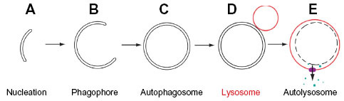 Figure 1 Terminology used to describe the stages of autophagosome assembly during (macro)autophagy.