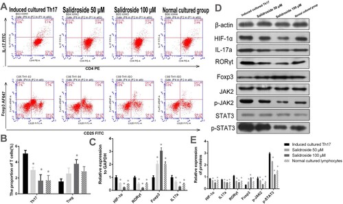 Figure 4. Salidroside inhibits HIF-1α and regulates the Th17/Treg balance in the in vitro cell experiment. (A) The proportion of Th17 and Treg cells in the peripheral blood of AA patients analyzed by flow cytometry. (B) Quantitative analysis of the proportion of Th17 and Treg cells in the peripheral blood of AA patients. *, P < 0.05 compared with the induced cultured Th17 group. (C) Quantitative analysis of the determination of HIF-1α, IL-17a, RORγt, and Foxp3 by qRT-PCR in lymphocytes. *, P < 0.05 compared with the induced cultured Th17 group. (D) Detection of HIF-1α, IL-17a, RORγt, Foxp3, p-JAK2, JAK2, p-STAT3, and STAT3 proteins by WB. (E) Statistical diagram of relative expression levels of HIF-1α, IL-17a, RORγt, Foxp3, p-JAK2, JAK2, p-STAT3, and STAT3 proteins.*, P < 0.05 compared with the induced cultured Th17 group.