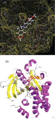 Figure 4 The highest ranking binding mode of berberine as suggested by the consensus scoring function. (A) Berberine structure docked into the water accessible surface (Connolly's surface) within the binding pocket of h-PTP 1B. The surface is represented as yellow dotted cavity (B) Perspective cartoon view of h-PTP 1B and the docked berberine structure (in red).