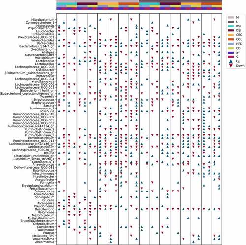 Figure 11. Summary of differentially abundant genera between Met+ and Met- mice in different subsets formed by various combinations of the levels of studied factors (expressed as LogFC), n = 3 per group. Only the genera with an absolute LogFC≥1 in at least one of the subsets are included, indicating the directions of changes (with an absolute LogFC>0.2), if detected, in all subsets. M – mucosa; L – lumen; PSI – proximal small intestine; DSI – distal small intestine; CEC – cecum; COL – colon. Blue triangle – an increase of the abundance among metformin users; red triangle – a decrease among metformin users.