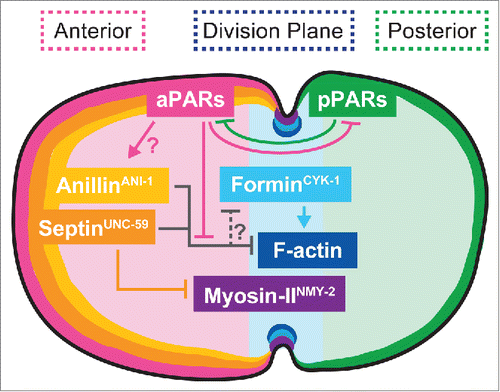Figure 1. Proposed spatial and genetic model for the molecular regulation of cytokinesis during asymmetric cell division. The aPAR and pPAR polarity proteins maintain cortical asymmetry and promote the anterior retention of the f-actin inhibitors septin and anillin, allowing normal f-actin assembly at the division plane.