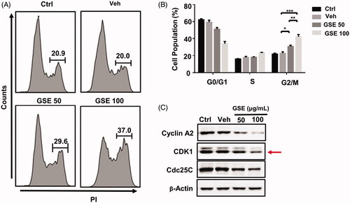 Figure 5. GSE arrests HepG2 cells at the G2/M stage and affects expression of cell cycle regulators. (A) Cell cycle progression of HepG2 cells after treatment with GSE over a period of 24 h; and quantitative distribution of HepG2 cells in different phases of the cell cycle. (B) Data are shown as mean values ± SEM (n = 3). Statistical analysis was carried out by a one-way analysis of variance (ANOVA) followed by Tukey’s pairwise comparisons and p < 0.05 was considered statistically significant. *p < 0.05, **p < 0.01 and ***p < 0.001. (C). Western blot analysis of cell cycle regulatory proteins in HepG2 cells after treatment with GSE for 24 h. Ctrl: control; Veh: vehicle; GSE 50: GSE 50 μg/mL; GSE 100: GSE 100 μg/mL.