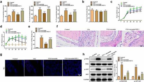 Figure 6. Effects of curcumin on CIA in mice. (a) Expressions of TNF-α, IL-6 and IL-17 in serum in mice of the control, CIA, CIA + curcumin, and CIA + curcumin + IGF-1 groups were detected by ELISA. (b) Food intake condition of mice. (c) Arthritis index scores in different groups. (d) Paw thickness of mice was evaluated every seven days. (e) On day 49, rate of paw swelling change was assessed. (f) H&E staining assay was performed on the swollen joints of mice from different groups. (g) Immunofluorescence staining assay was performed on the swollen joints of mice to assess expression of Bax. (h) Effects of curcumin on the PI3K/AKT signaling pathway-related proteins in mice. ***p < 0.001 vs. control, ##p < 0.01, ###p < 0.001 vs. CIA, &p < 0.05, &&p < 0.01, &&&p < 0.001 vs. CIA + curcumin.