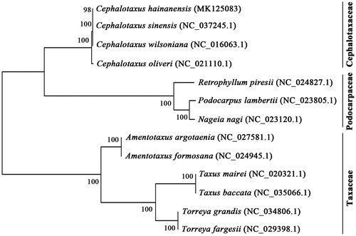 Figure 1. The phylogenetic of 13 species in Taxopsida based on neighbor-joining (NJ) analysis of the whole cp genome sequence with 1000 bootstraps replicates.