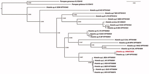 Figure 1. The phylogenetic tree of COI based on ML. The accession number and sample sites for these species are as follows: Hiatella sp. L NFH (KP760878); Hiatella sp. L NSH (KP760888); Hiatella sp. L QUE (KP760894); Hiatella sp. L AK (KP760901); Hiatella sp. L BEA (KP760925); Hiatella sp. L BER (KP760928); Hiatella sp. J JAP (KP761002); Hiatella sp. M WPK (KP760875); Hiatella sp. K BAK (KP760930); Hiatella sp. K BF (KP760951); Hiatella sp. K LYS (KP760962); Hiatella sp. I WAS (KP761003); Hiatella sp. H CAL (KP761004); Hiatella sp. G CAL (KP761008); Hiatella sp. F BIS (KP761012); Hiatella sp. E LYS (KP761014); Hiatella sp. D BIS (KP761023); Hiatella sp. D SCD (KP761034); Hiatella sp. C MED (KP761038); Hiatella sp. B NZ (KP761042); Hiatella sp. A SOM (KP761043); Panopea generosa (KJ125418); Panopea globosa (KJ125413); Hiatella arctica (NC 008451).