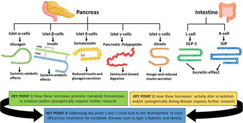 Figure 9 The hormones discussed in this review and the key points raised. The hormones involved in the regulation of metabolic homeostasis produced by the pancreas and the GIT discussed in this review are shown with their main/established effects. The key points of this review are displayed here, to highlight the potential importance of further understanding these hormones’ actions in isolation and synergistically during healthy and disease states could generate more efficacious and highly desirable treatments for metabolic disorders, such as T2D and obesity. This figure and the information in its legend are adapted from these studies.Citation26,Citation32,Citation42,Citation48,Citation107,Citation120,Citation143,Citation148,Citation164,Citation165