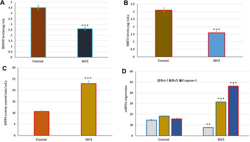 Figure 2 Metabolic changes in the DPP4 activity, BDNF, SIRT-1, and apoptotic genes Bcl-2, Bax, and caspase-3 in healthy control (n=80) and older adults with MCI (n=70). (A–D). The results showed that the levels of BDNF, SIRT-1 significantly reduced and the levels of DPP4 activity significantly increased in older subjects with MCI compared to healthy controls (A–C). In addition, the expression of apoptotic genes was significantly reported in all subjects. In Older adults with MCI, the expression levels of both Bax and caspase-3 genes significantly (p=0.001) increased, and the expression levels of Bcl-2 gene significantly (p=0.01) reduced in comparison with the results of healthy controls (D). Significance of the comparison was evaluated by Mann–Whitney–Wilcoxon test and sample t-test, **p≤ 0.01 ***p≤ 0.001.