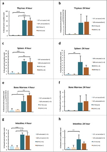 Figure 2. Percent cleaved lamin-A positive nuclei in adult p53 R72P female mice untreated or treated with 6 Gy IR at 4 h in (A) thymus (P/P untreated mean = 1.29 ± 0.55,P/P treated mean = 62.56 ± 13.69, p = 0.0001; R/R untreated mean = 1.05 ± 0.28, R/R treated mean = 60.68 ± 11.04, p = 0.0002) (C) spleen (P/P untreated mean = 2.40 ± 1.48, P/P treated mean = 21.77 ± 3.39, p = 0.0009; R/R untreated mean = 1.05 ± 0.920.94, R/R treated mean = 19.98 ± 6.32, p = 0.001) (E) bone marrow (P/P untreated mean = 1.23 ± 01.25, P/P treated mean = 7.67 ± 3.57 p = 0.02; R/R untreated mean = 1.65 ± 0.02, R/R treated mean = 11.83 ± 1.61, p = 0.001) and (G) intestine (P/P untreated mean = 1.00 ± 0.40, P/P treated mean = 4.59 ± 0.48, p = 0.0003; R/R untreated mean = 0.70 ± 0.52, R/R treated mean = 4.29 ± 0.85, p = 0.0003) and male mice untreated or treated with 6.135 Gy at 24 h in (B) thymus (P/P untreated mean = 0.28 ± 0.08, P/P treated mean = 8.56 ± 6.39, ns; R/R untreated mean = 0.49 ± 0.16, R/R treated mean = 9.31 ± 4.40, ns) (D) spleen (P/P untreated mean = 0.34 ± 0.20, P/P treated mean = 5.21 ± 2.53, p = 0.005; R/R untreated mean = 0.23 ± 0.15, R/R treated mean = 3.08 ± 0.88, ns) (F) bone marrow (P/P untreated mean = 0.11 ± 0.04, P/P treated mean = 1.78 ± 1.44, ns; R/R untreated mean = 0.08 ± 0.01, R/R treated mean = 2.09 ± 1.35, ns) and (H) intestine (P/P untreated mean = 0.30 ± 0.11, P/P treated mean = 1.71 ± 0.70, p = 0.005; R/R untreated mean = 0.40 ± 0.36, R/R treated mean = 1.03 ± 0.24. ns: One-way ANOVA followed by Tukey's multiple comparisons test, ± refers to standard deviation, ns = not significant, * p < 0.05,** p <0.01, *** p <0.001.