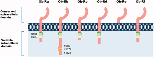 Figure 1. Structure of leptin receptor isoforms. Six different spliced isoforms of the leptin receptor Ob-R (a-f). Ob-R share extracellular ligand-bind domain. The intracellular domain of Ob-R varies between isoforms. Ob-Rb, the longest isoform, includes two box domains (box1 and box2) and some tyrosine residues crucial for downstream signalling.
