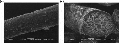 Figure 7. Surface morphology and cross-section of kemp; a/surface morphology; b/cross-section.