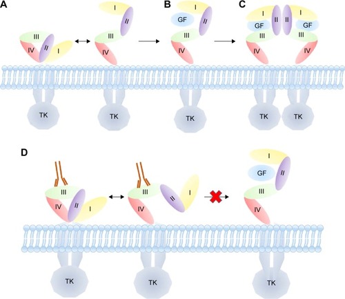 Figure 1 Schematic of EGFR with I, II, III, and IV representing extracellular domains.