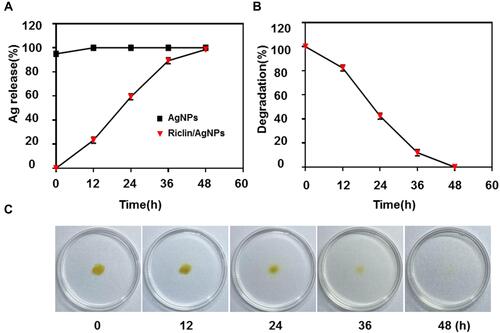 Figure 3 (A) In vitro release of AgNPs are compared between control (AgNPs) and treatment (riclin/AgNPs). Loading of AgNPs into hydrogel was resulted in a prolonged release pattern of the nanoparticles over 48 hours of exposure; (B) in vitro degradation of riclin/AgNPs hydrogel. (C) The pictures of riclin/AgNPs hydrogel at different degradation time.