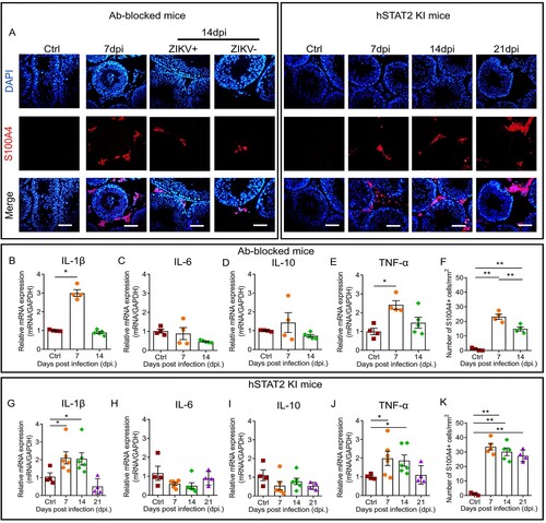 Figure 4. S100A4+ monocytes/macrophages infiltration leads to persistent high expression of pro-inflammatory cytokines. (A) Distribution of S100A4+ cells in testes of ZIKV-infected murine models were detected by IFA. Scale bar, 25 μm;(B–F) The expression levels of major proinflammatory cytokines (B-E) and number of S100A4+ cells (F) in testes from ZIKV-infected Ab-blocked mice (n = 4–5 testes for each group). (G–K) The expression levels of major proinflammatory cytokines (G-J) and number of S100A4+ cells (K) in testes from ZIKV-infected hSTAT2 KI mice (n = 4–6 testes for each group). Results were shown as means ± SEM and analyzed using the two-sided Student’s t test. *p < 0.05, **p < 0.01. Nuclei were stained with DAPI.