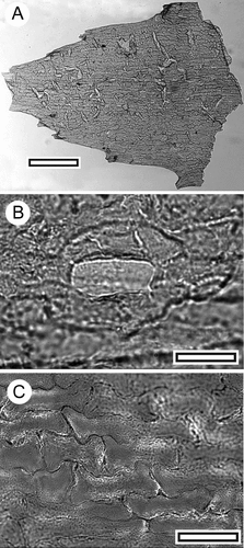 Fig. 8 Podocarpaceae: Eromangia sp. (all SL5676). A, TLM view of the distal portion of a single leaf (scale = 200 μm); B, TLM view of a single stomatal complex (scale = 20 μm); C, TLM view of typical epidermal cells. Note the sinuous walls (scale = 20 μm).