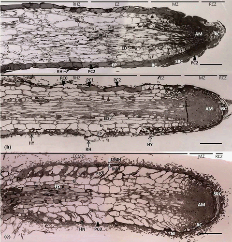 Figure 1. Polyphenolic compound changes to epidermal cells in longitudinal section. (a) Non-inoculated lateral root with pointed root apex. Epidermal cells (EP) are diffusely stained dark by TBO. Cytoplasmic polyphenolic compounds (PC2) accumulate in the root hair (RH), root cap cell (RC), sloughs of root cap cell (SRC), and apical meristem (AM). Scale: 50 μm. (b) Mycorrhizal root at the early mantle stage. Epidermal cells (EP) are stained in the entire cell (PC2), stained partially (PC1), or not stained (PC0) with TBO. Hyphae (HY) adhere to the epidermal (EP) surface, and root hairs (RH) collapse and bend from the hyphae. Scale: 50 μm. (c) Mycorrhizal root at the mature mantle (M) stage. Epidermal cells (EP) are not stained with TBO, whereas the apical meristem (AM), root cap cell (RC), and sloughs of root cap cells (SRC) are stained. Scale: 50 μm. C, cortex; ED, endodermis; VC, vascular cambium; EXH, extraradical hyphae; OMH, outer mantle hyphae; IMH, inner mantle hyphae; RHZ, root hair zone; EZ, elongation zone; MZ, meristematic zone; RCZ, root cap zone; and ECMZ, ectomycorrhizal mantle zone (Jung and Tamai Citation2011).