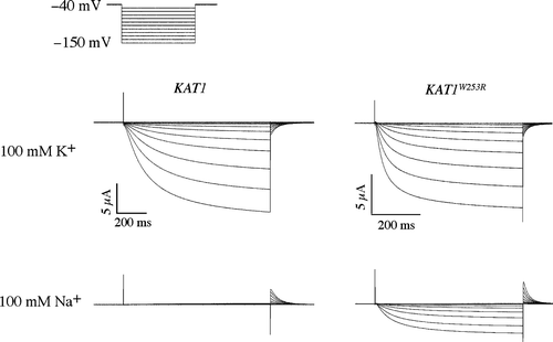 Figure 3.  Two-electrode voltage clamp analysis of a sodium permeable Kat1 channel. Currents elicited from wild-type Kat1 and W253R in bath solutions containing 100 mM K+ and 100 mM Na+. Cells were held at −40 mV and hyperpolarized to −150 mV in 10 mV steps. Leak currents were subtracted using a P/6 method.