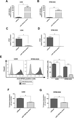 Figure 2 Overexpression of miR-1252-5p regulates negatively HPSE expression and activity in MM cells. The MM cells (A; U266 and B; RPMI-8226) were transfected with synthetic miR-1252-5p mimic and with a miRNA mimic negative control (miRctrl). The levels of HPSE mRNA (C; U266 and D; RPMI-8226) and protein (E) were checked by RT-qPCR and flow cytometry, respectively. HPSE enzymatic activity was measured by an ELISA-like method using HS biotinylated (F; U266 and G; RPMI-8226). The standard deviation observed in three independent experiments was indicated. Asterisks denote significance as determined by Mann–Whitney test; *p < 0.05, **p < 0.01, ***p < 0.0001.