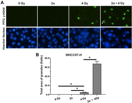 Figure 7 Compound 2a enhances DNA DSBs induced by 60Co-γ IR in MHCC97-H cells. (A) 2a enhances the γ-H2aX foci induced by IR (4 Gy) in nuclear of MHCC97-H cells; (B) the total area of granules of γ-H2aX foci (mean ± SD). *p<0.05.