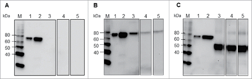 Figure 1. Immunoblot profiles of (A) HA-MYnative, (B) HA-MY and (C) HA1-MY in extracts of infiltrated N. benthamiana leaves at 8 dpi, using an anti-4xHis antibody. M: Molecular weight marker, Lane 1: HA Indonesia 15 ng, Lane 2: HA Indonesia 60 ng, Lane 3: PTP, Lane 4: TSP, Lane 5: TST.