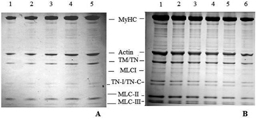 FIGURE 4 SDS-PAGE (10%) profiles of chicken actomyosin treated with 0.2M, 0.4M, 0.6M, 0.8M, and 1M NaHCO3 for 30 min. Treated samples of actomyosin were fractionated into supernatant (a) and pellet (b) and the SDS samples prepared were loaded in equal volume (10 μL) in each lane. (a) Supernatant: Lanes 1–5 supernatants of actomyosin samples treated with 0.2M, 0.4M, 0.6M, 0.8M, and 1M NaHCO3 along with 3% NaCl. MyHC = Myosin Heavy Chain; TM = Tropomyosin; TN = Troponin; MLCI = Myosin Light Chain I; TN-I = Troponin-I; TN-C = Troponin-C; MLC-II = Myosin Light Chain II and MLC-III = Myosin Light Chain-III. (b) Pellet: Lane 1 = Control; Lanes 2–6 pellet of actomyosin samples treated with 0.2M, 0.4M, 0.6M, 0.8M, and 1M NaHCO3 along with 3% NaCl.