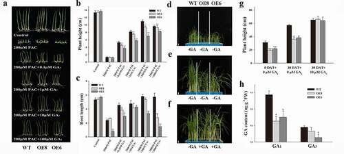 Figure 2. Effects of GA3 on plant height development of ZmWRKY114 transgenic plants. (a) The phenotype of seedlings treated with different concentrations of GA3 and 200 μM PAC. (b and c) Comparison of plant height and root length between WT and two transgenic lines. Data are means ± SD from 30 seedlings. (d) WT and two transgenic lines seedlings aged 4 weeks before GA3 treatment. (e) WT and two transgenic line seedlings were sprayed with 20 mL water for 30 days. (f) WT seedings were sprayed with 20 mL water while two transgenic line seedlings were sprayed with 20 ml 10 μM GA3 for 30 days. Bar, 3.5 cm. (g) Measurement of plant height before and after GA3 treatment. Data are mean ± SD from 15 plants. DAT, day(s) after treatment. (h) GA contents of the 4-week-old seedlings of WT and transgenic plants. Data are means ± SD from two biological samples. Asterisks mean a signifiant difference between WT plants and different transgenic lines by Student’ t-test, * P < .05, **P < .01