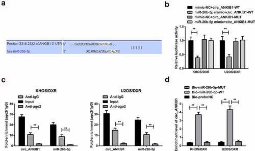 Figure 4. Circ_ANKIB1 is a target of miR-26b-5p in OS.