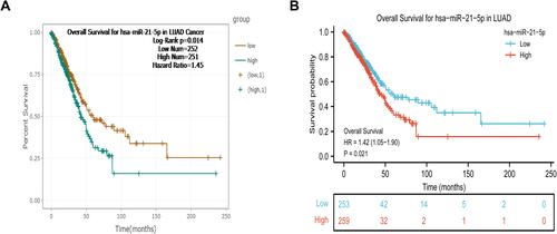 Figure 3 K-M curves showing overall survival of LUAD patients in the high and low miR-21-5p expression group. (A) Survival curves plotted using the starBase v3.0 database; (B) survival curves plotted by R software.