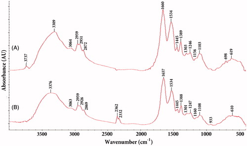 Figure 7. FTIR spectra of silver nanoparticles synthesized using Nt-cV (A) and Nt-cS (B) callus extracts.