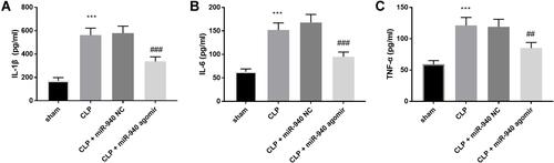 Figure 4 (A–C) Upregulation of miR-940 led to the amelioration of inflammation caused by CLP. ***P < 0.001, compared with the sham group; ##P < 0.01, ###P < 0.001, compared with the CLP group.