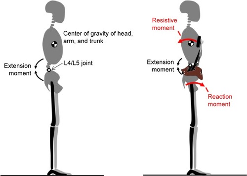 Figure 2 Biomechanical effect of ORF while static standing.