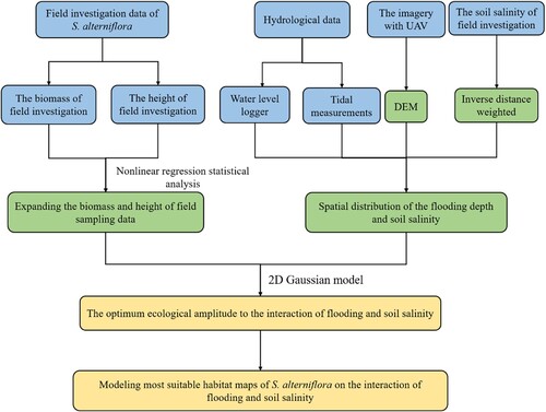 Figure 3. The flow chart of modeling the spatial distribution of S. alterniflora ecological response to the interaction of submergence and soil salinity (blue: data acquisition; green: method; Orange: result).