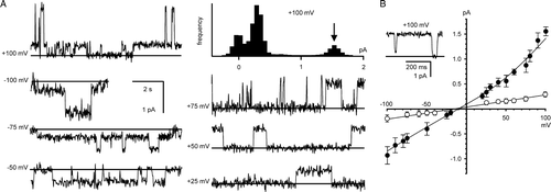 Figure 1.  Bilayer reconstitution of CLIC4 in the presence of 1 mM DTT. Part A shows examples of recordings at selected holding potentials, with solid lines to indicate the closed levels, and an example of an all-points amplitude histogram from 30 sec of the +100 mV recording (the arrow indicates the maximum open level). Part B summarizes the I/V relationship of the main open level and a ∼25% substate, from 15 independent experiments with 500 mM KCl cis vs. 50 mM KCl trans. The bars indicate ±1 SD, and the line was fitted by eye (see text for linear regression analysis). The inset shows examples of direct transitions between the ∼25% substate, the main open level and the closed level, on an expanded time scale.