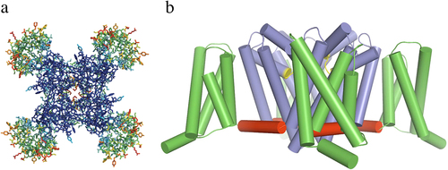 Figure 4. Structure of the bacterial sodium channel NaVAb. a) top view of NaVAb channels colored according to crystallographic temperature factors of the main-chain (blue <50 Å2 to red > 150 Å2). The four pore modules in the center are rigid in the crystal structure and therefore are blue. The four voltage-sensing modules surround the pore and are more mobile, as illustrated by warmer colors. b) side view of NaVAb. Voltage sensing module (S1-S4), green; pore module (S5, S6, and P loop), blue; selectivity filter, yellow; S4-S5 linker, red. Adapted from Payandeh et al.,2011 [Citation97].