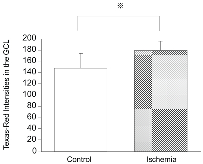 Figure 3 Intensities of IRE1α expression in control and ischemic retinas. Texas-Red intensities of IRE1α expression in the GCL of ischemic retinas are significantly increased compared to that of the control retinas (179.8 ± 16.3 pixels/mm2 versus 147.6 ± 26.9 pixels/mm2, P = 0.0011 by Mann Whitney U test).