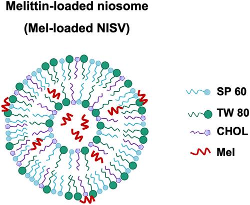 Figure 2 Schematic representation of a Mel-loaded NISV.