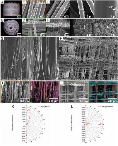 Figure 2 Characterization of the scaffold. (A) Frontal and (B) lateral views of the scaffold. (C) Unmodified aligned fibers and (D) unmodified orthogonal fibers. (E) Aligned fibers coated with Col1. (F) orthogonal fibers coated with HA. The triangles showed the micro-morphology of Col1 and HA, respectively. (G and H) Panoramic SEM view of scaffold surface with homogeneous Col1 and HA coating. (I and J) Fibers marked in different colors indicating different directions. (K and L) Angle distribution of various fibers shown in polar coordinates.