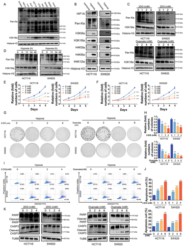 Figure 2. Effects of histone lactylation inhibition on colorectal cancer cells proliferation and survival in hypoxia.